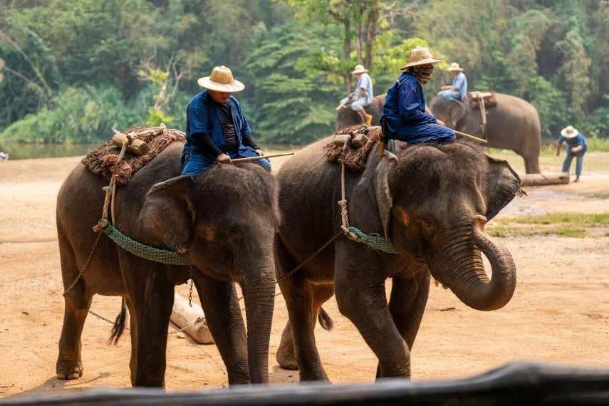 Elephant-Sanctuary-in-Bangkok-Where-Dreams-Come-True